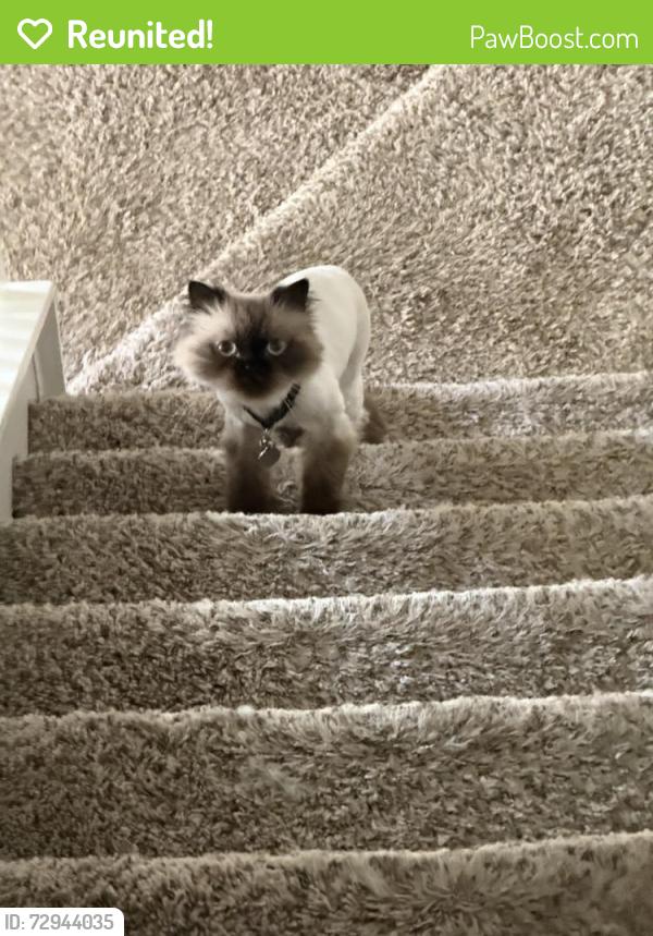 Reunited Male Cat last seen Near park on Boulder Rock Pl, Menifee, CA 92585