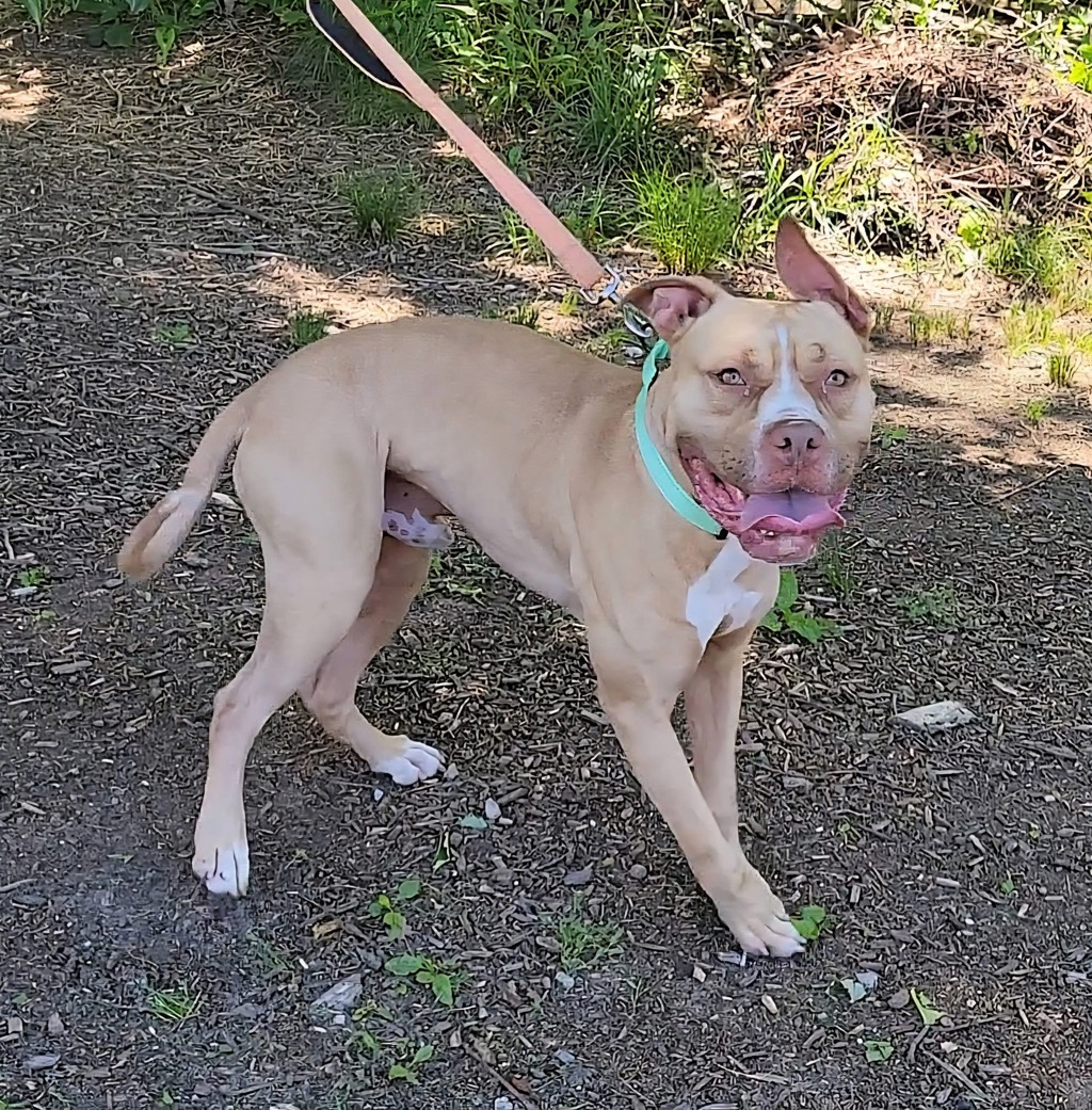 Shelter Stray Male Dog last seen Near Wild Willow Way, SEVERN, MD, 21144, Millersville, MD 21054
