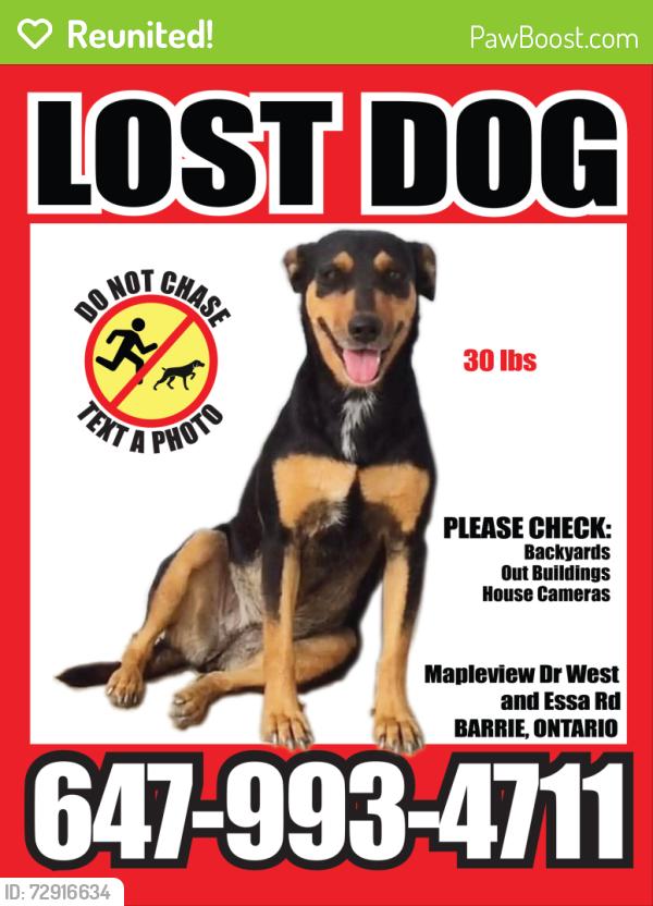 Reunited Female Dog last seen Mapleview Drive West and Essa Road, Barrie, ON 