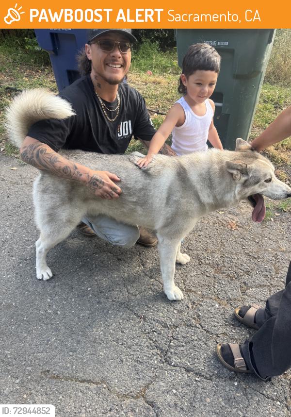 Found/Stray Male Dog last seen Auburn, Sacramento, CA 95821
