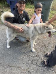 Found/Stray Male Dog last seen Auburn, Sacramento, CA 95821
