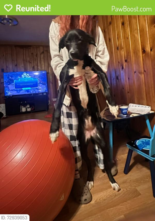 Reunited Female Dog last seen Harrison High School at the graveyard, West Lafayette, IN 47906
