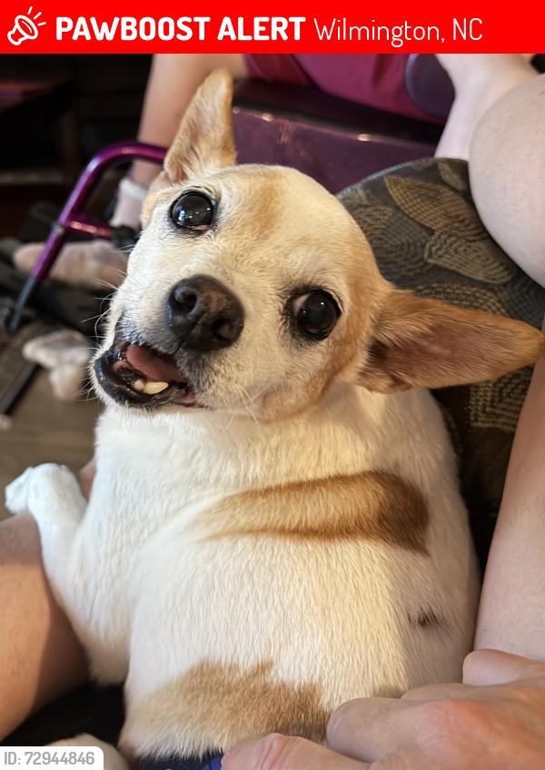 Lost Male Dog last seen Nicholas creek circle, Wilmington, NC 28409