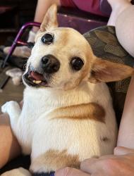 Lost Male Dog last seen Nicholas creek circle, Wilmington, NC 28409