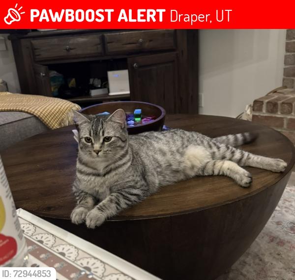 Lost Male Cat last seen Near S halls creek road, Draper, UT 84020