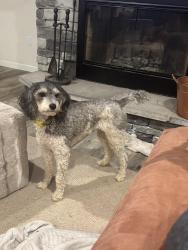 Reunited Female Dog last seen Gull lane and Joyner pond , Aiken, SC 29803