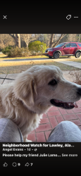 Lost Male Dog last seen Highway 82 and Active Road, Lawley, AL 36793