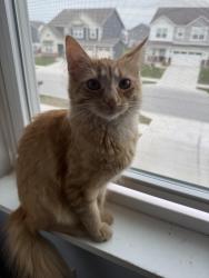 Reunited Female Cat last seen gibbert ln , Westfield, IN 46074