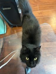 Lost Female Cat last seen Bear Creek neighborhood, St. Petersburg, FL 33707
