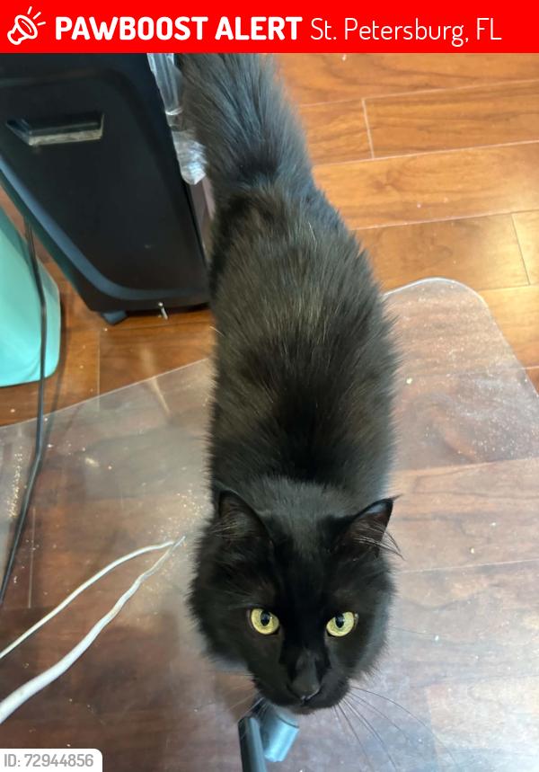 Lost Female Cat last seen Bear Creek neighborhood, St. Petersburg, FL 33707
