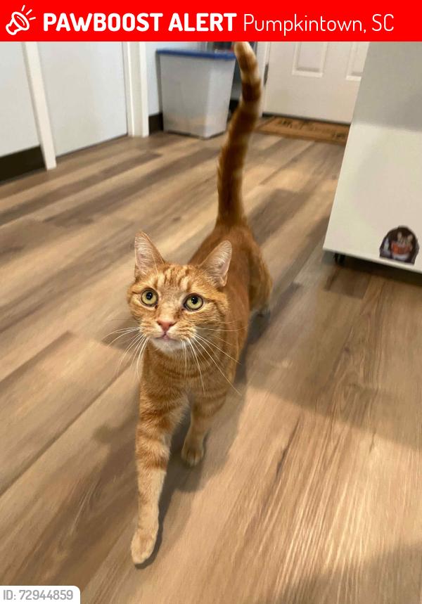 Lost Male Cat last seen Unsure, Pumpkintown, SC 29671