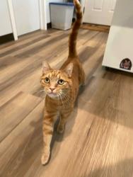 Lost Male Cat last seen Unsure, Pumpkintown, SC 29671