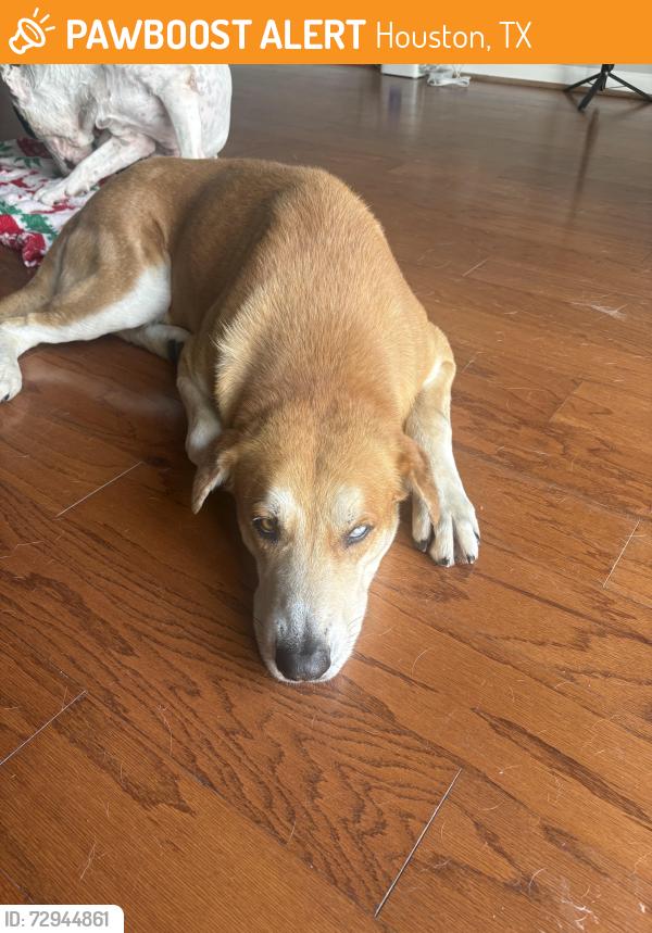 Found/Stray Male Dog last seen Carriage creek drive, Houston, TX 77064