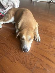 Found/Stray Male Dog last seen Carriage creek drive, Houston, TX 77064