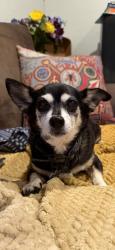 Lost Male Dog last seen El Paso Austin Terrace area  Caples Cir, Chesterfield ave , north of St Anthonys Seminary, El Paso, TX 79903