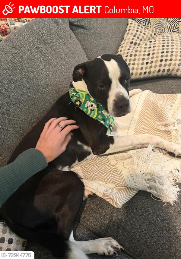 Lost Male Dog last seen Cottonwoods Rv Park, Columbia, MO 65202