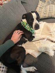 Lost Male Dog last seen Cottonwoods Rv Park, Columbia, MO 65202
