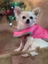 Reunited Female Dog last seen Vineyard springs Apt. 1604, San Antonio, TX 78258