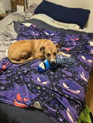 Reunited Female Dog last seen Pinterest ln, and Hampshire ct, Webster Groves, MO 63119
