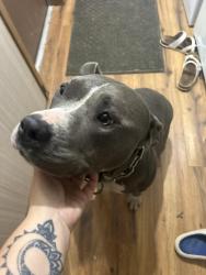 Reunited Female Dog last seen The cut, Mannington, WV 26582