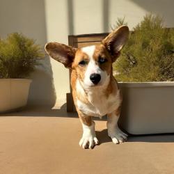 Lost Female Dog last seen London lane and morley drive, Colorado Springs, CO 80916