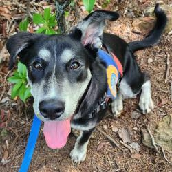 Shelter Stray Male Dog last seen , Greenville, SC 29609