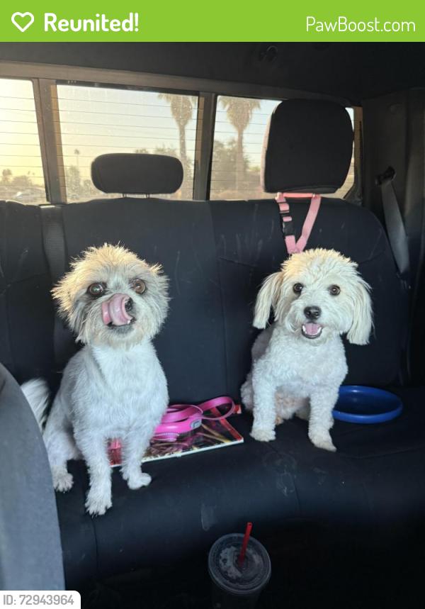 Reunited Female Dog last seen Mesa Drive and University ave, Mesa, AZ 85203