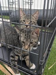 Reunited Unknown Cat last seen Indian hills recreational park, Fort Pierce, FL 34950