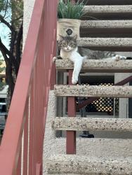 Found/Stray Male Cat last seen Washington between tenaya and rainbow , Las Vegas, NV 89128