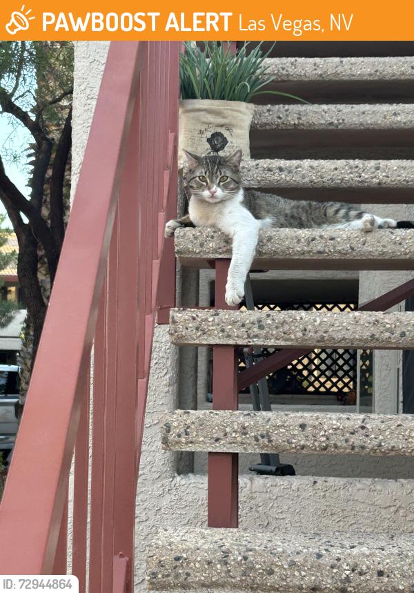 Found/Stray Male Cat last seen Washington between tenaya and rainbow , Las Vegas, NV 89128
