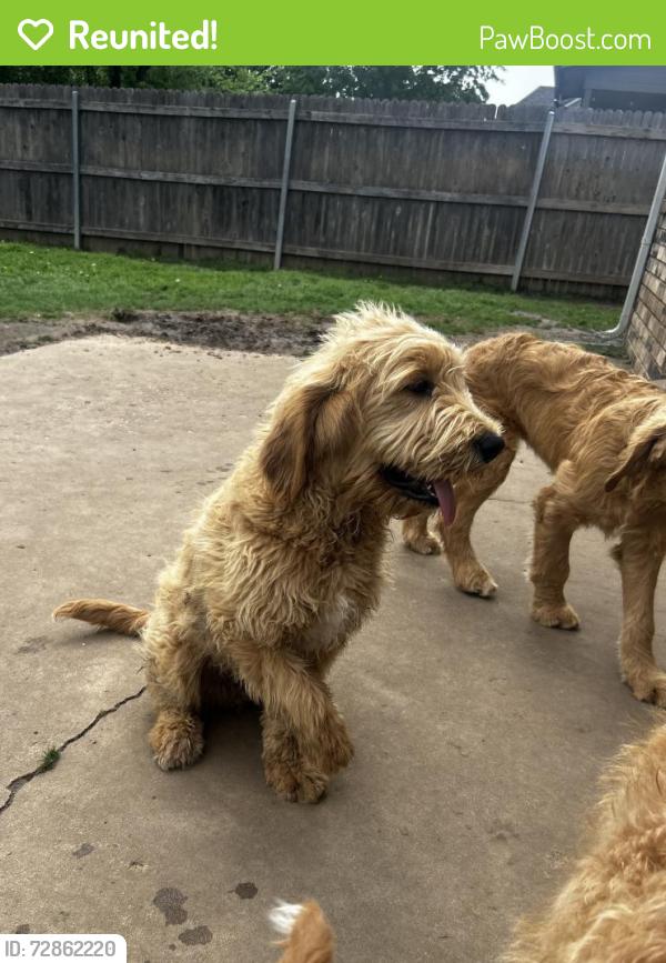 Reunited Male Dog last seen 90th St cul de sac, Owasso, OK 74055