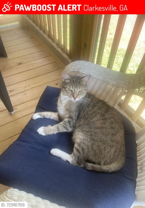 Lost Male Cat last seen Pioneer Ridge Dr and Ben Jones, Clarkesville, GA 30523