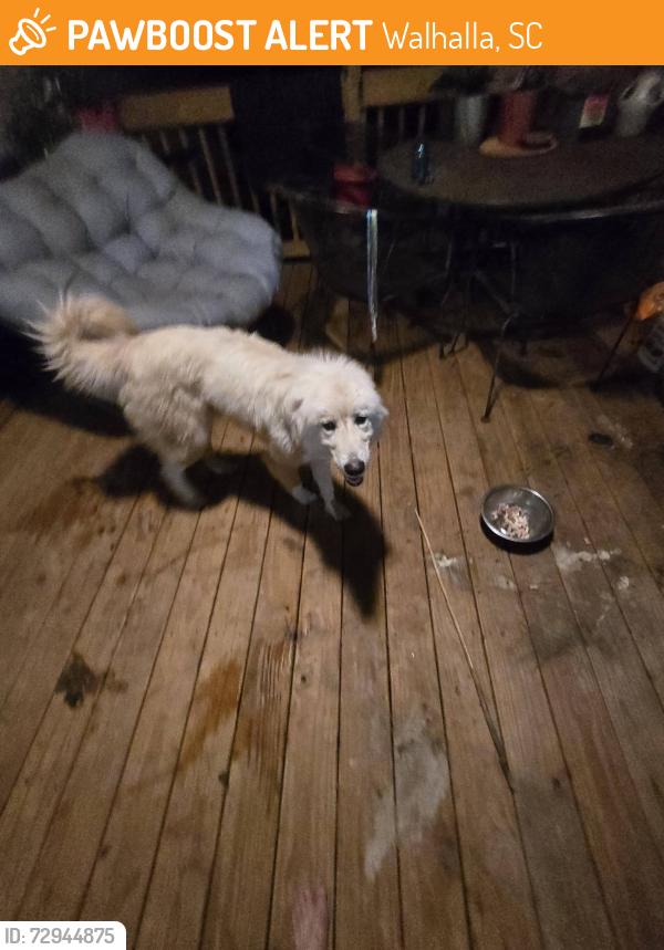 Found/Stray Female Dog last seen westminster highway, walhalla sc 29691 , Walhalla, SC 29691
