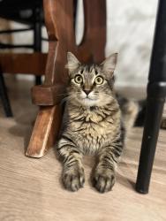 Lost Male Cat last seen Quintette Road, Pace, FL 32571