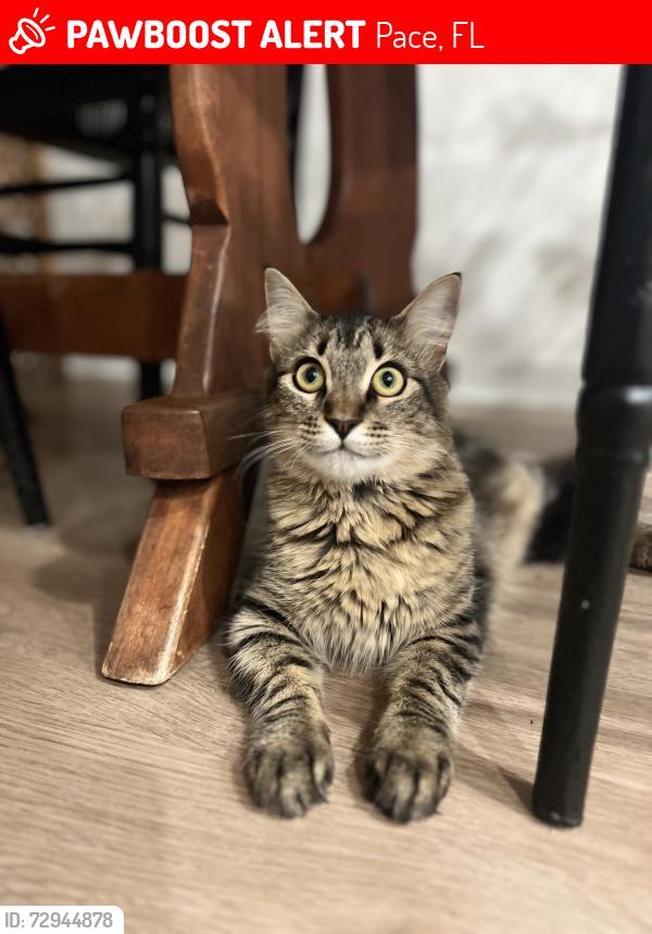 Lost Male Cat last seen Quintette Road, Pace, FL 32571