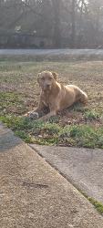 Reunited Female Dog last seen Albertsons Garage, Steve Burgess Welding , Williamston, SC 29697