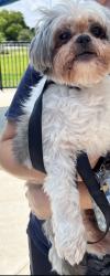 Found/Stray Male Dog last seen Griffin Road/I-95, Fort Lauderdale, FL 33301