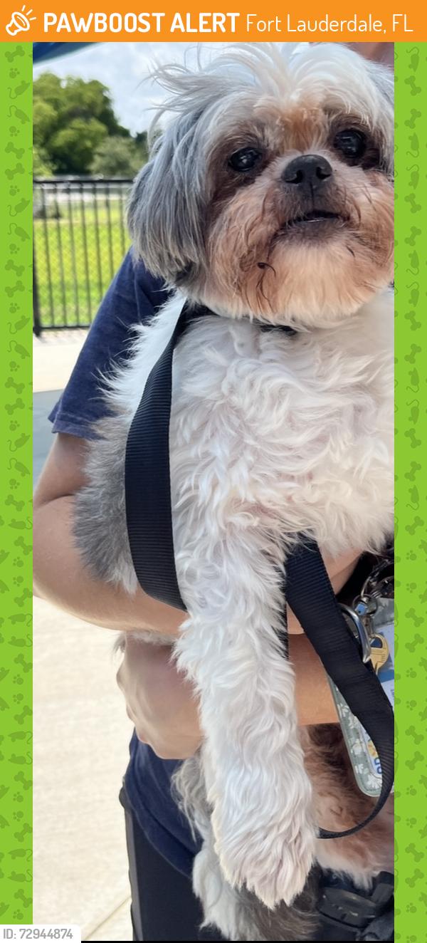 Found/Stray Male Dog last seen Griffin Road/I-95, Fort Lauderdale, FL 33301
