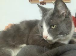 Reunited Female Cat last seen Oxney Road Peterborough , Peterborough, England 