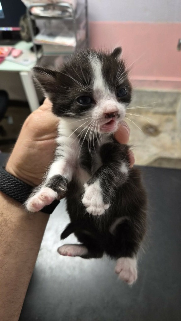 Shelter Stray Male Cat last seen Bexar County, New Braunfels, TX 78130
