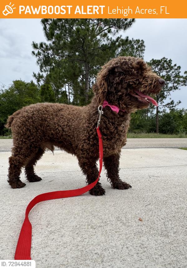 Found/Stray Male Dog last seen Ranier Ave , Lehigh Acres, FL 33974