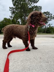 Found/Stray Male Dog last seen Ranier Ave , Lehigh Acres, FL 33974