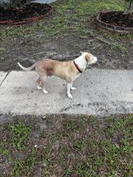 Reunited Male Dog last seen Harlow and blanding, Jacksonville, FL 32210