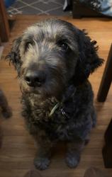 Reunited Female Dog last seen East broadway/oakdale , Toledo, OH 43605