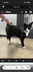 Lost Male Cat last seen Whitaker Cir NW, Atlanta, GA 30314