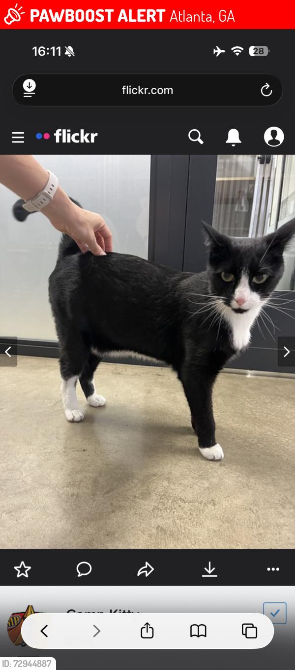 Lost Male Cat last seen Whitaker Cir NW, Atlanta, GA 30314