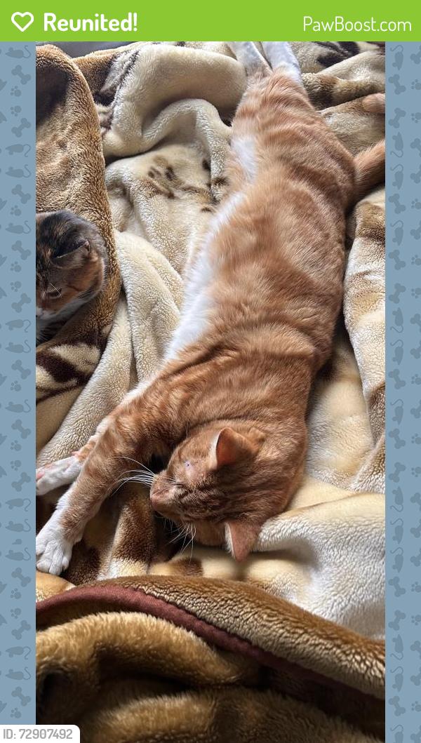 Reunited Male Cat last seen Trolley Plaza worcester , Worcester, MA 01609