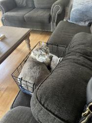 Lost Female Cat last seen Deer springs and Losee, North Las Vegas, NV 89086