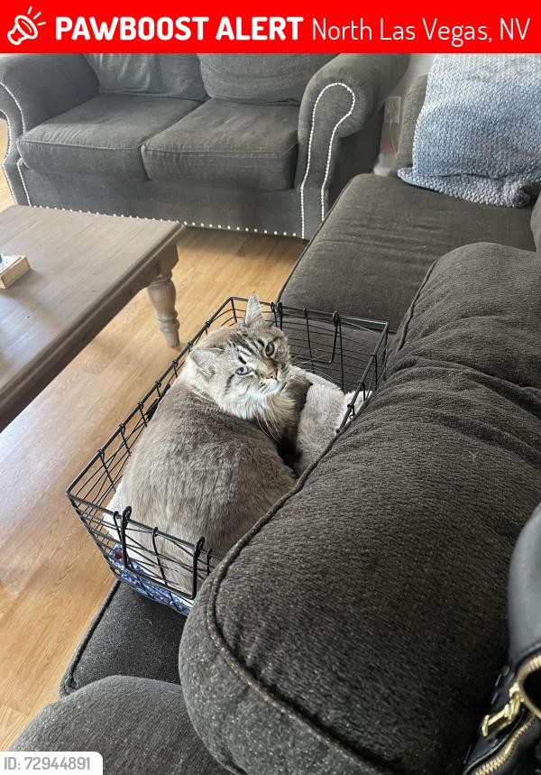 Lost Female Cat last seen Deer springs and Losee, North Las Vegas, NV 89086