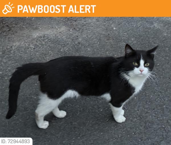 Found/Stray Male Cat last seen Fog Lane park , Greater Manchester, England M20 6SE